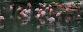 Zoo Schmiding 003